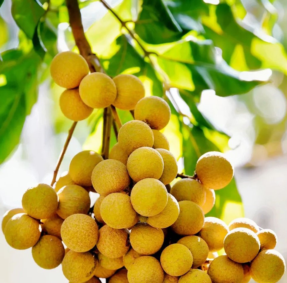 Wulongling Longan (乌龙岭龙眼) - Exotic Tree Seller