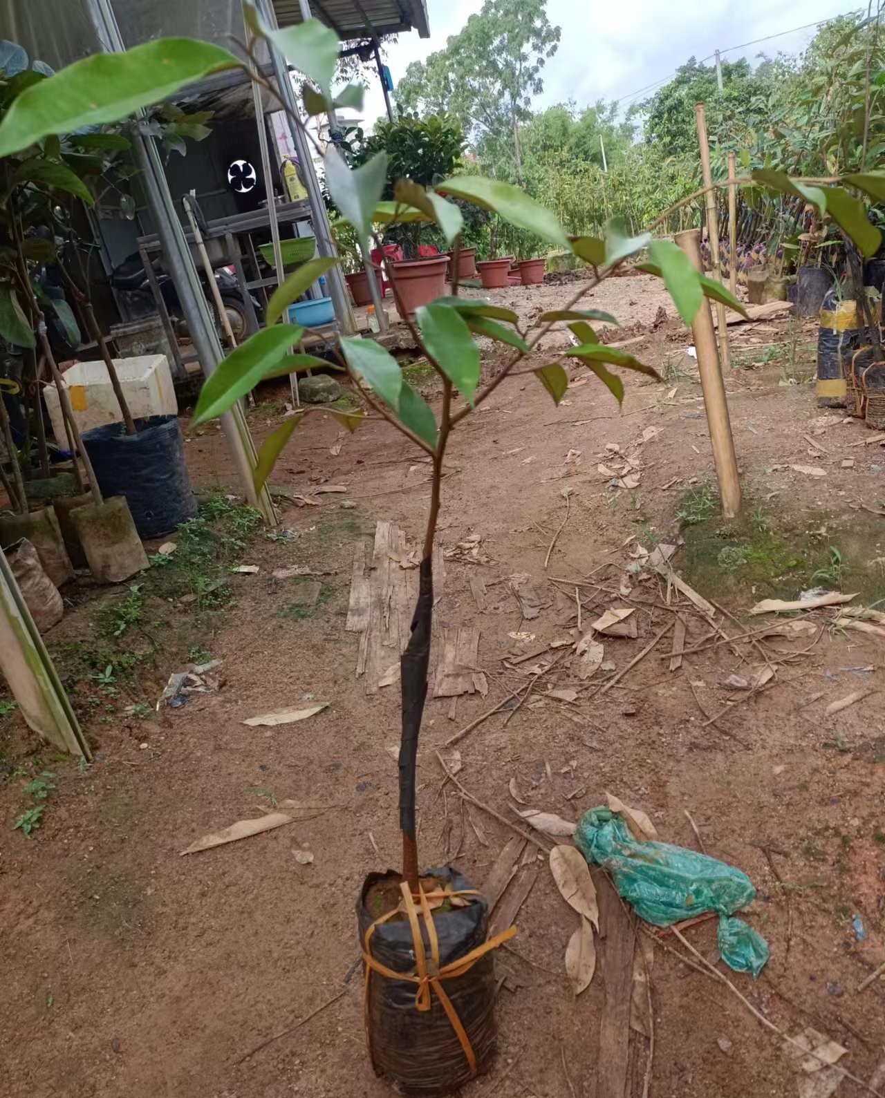 D200 Black Thorn Durian (黑刺榴莲) - Exotic Tree Seller