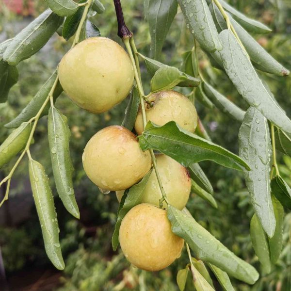 Fucui Honey Jujube (伏脆蜜枣) - Image 3