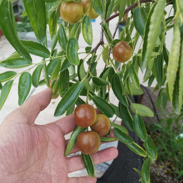 Zhandong Jujube No. 3 (沾化冬枣3代) - Image 2