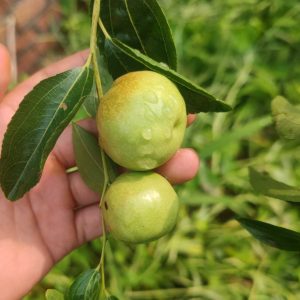 Zhandong Jujube No. 3 (沾化冬枣3代)