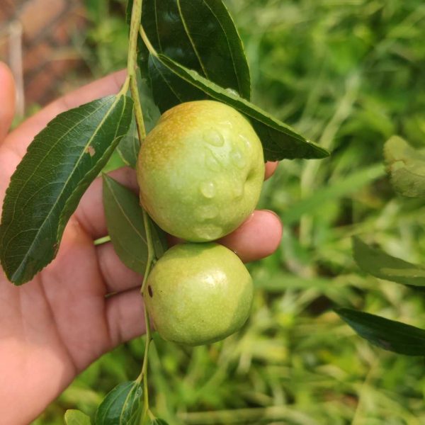Zhandong Jujube No. 3 (沾化冬枣3代)