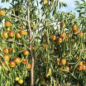 Winter Jujube No. 3 Tree (沾化冬枣3代)