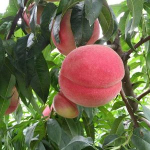 Beijing No. 8 Red Peach (北京8号大红桃)