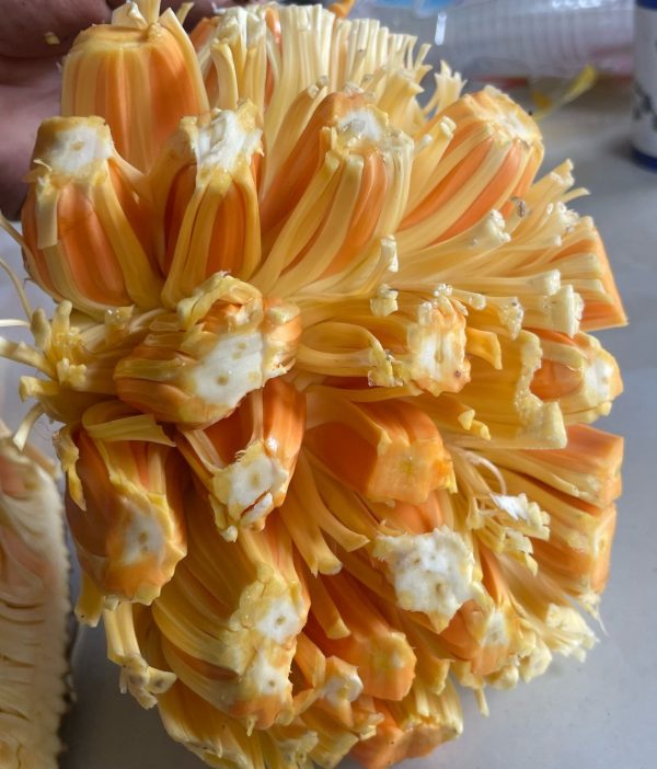 Indonesian Red-Flesh Jackfruit (印尼红肉菠萝蜜) - Image 2