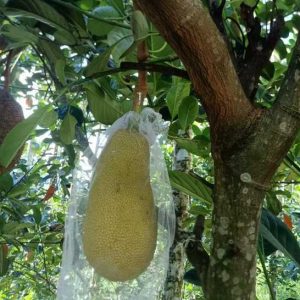 Indonesian Red-Flesh Jackfruit (印尼红肉菠萝蜜)