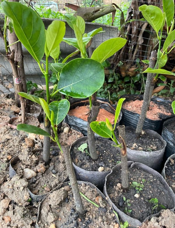 Indonesian Red-Flesh Jackfruit (印尼红肉菠萝蜜) - Image 4
