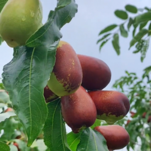 Huping Jujube (壶瓶枣)