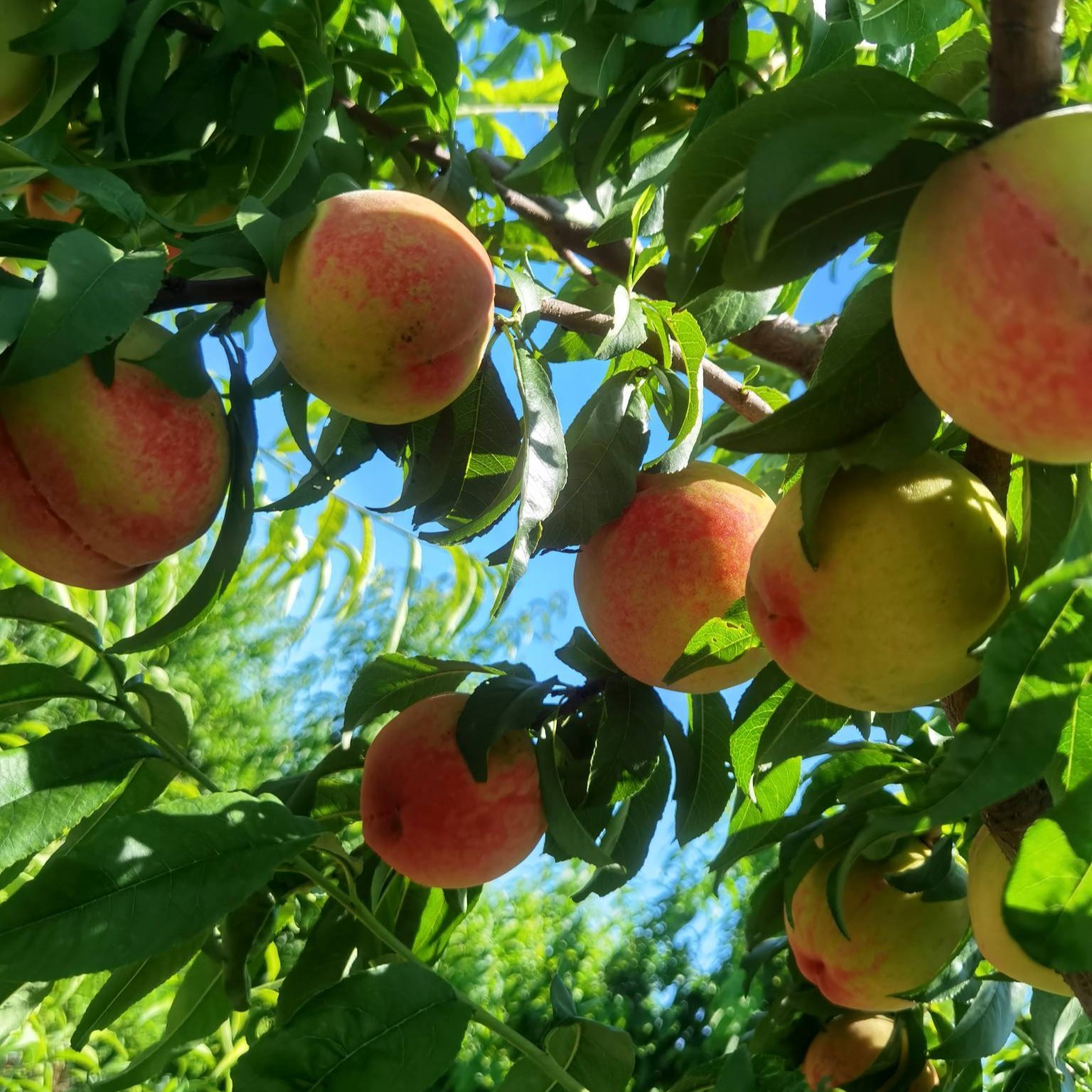 Batsch cv. Okubao Peach (大久保桃)