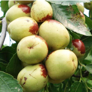 Dabailing Jujube Tree (大白铃枣)