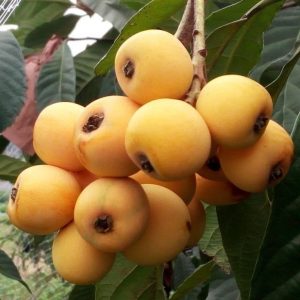 Spring Flower Loquat No. 2 Tree (春花2号枇杷)