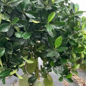Thai No. 12 Jackfruit (泰国12号菠萝蜜)