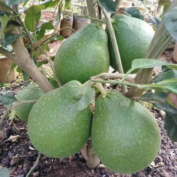 Thai Red Ruby Pomelo (泰国红宝石柚) - Image 2