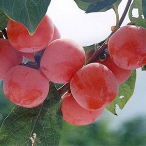 Fire Crystal Persimmon (火晶柿)