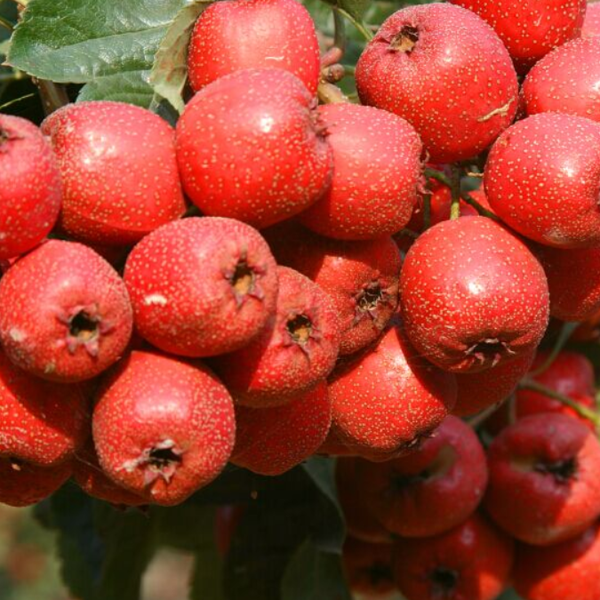 Tian Hong Zi Hawthorn Tree (甜红子山楂) - Image 2