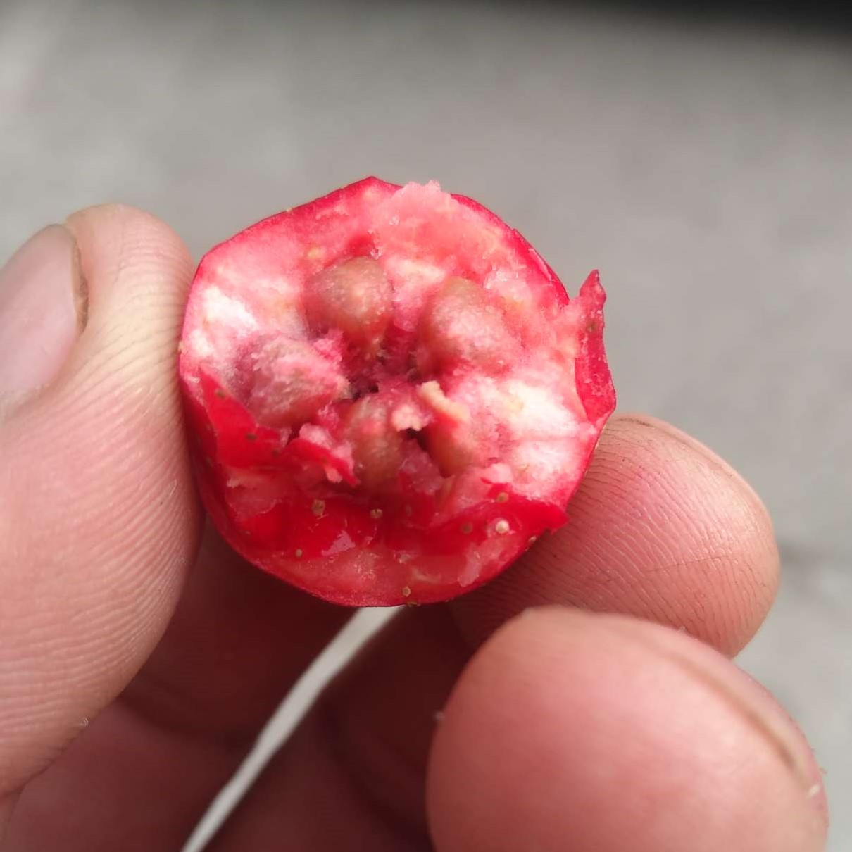 Tian Hong Zi Hawthorn Tree (甜红子山楂) - Image 3