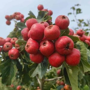 Tian Hong Zi Hawthorn Tree (甜红子山楂)