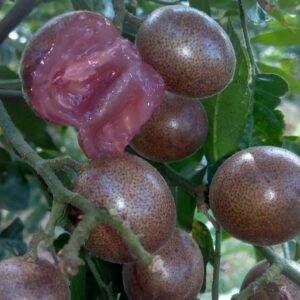 Purple Gold Wampee (紫金黄皮)