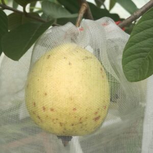 Red Flesh Guava (红心番石榴)