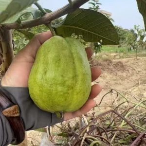 Red Diamond Guava (红钻番石榴)