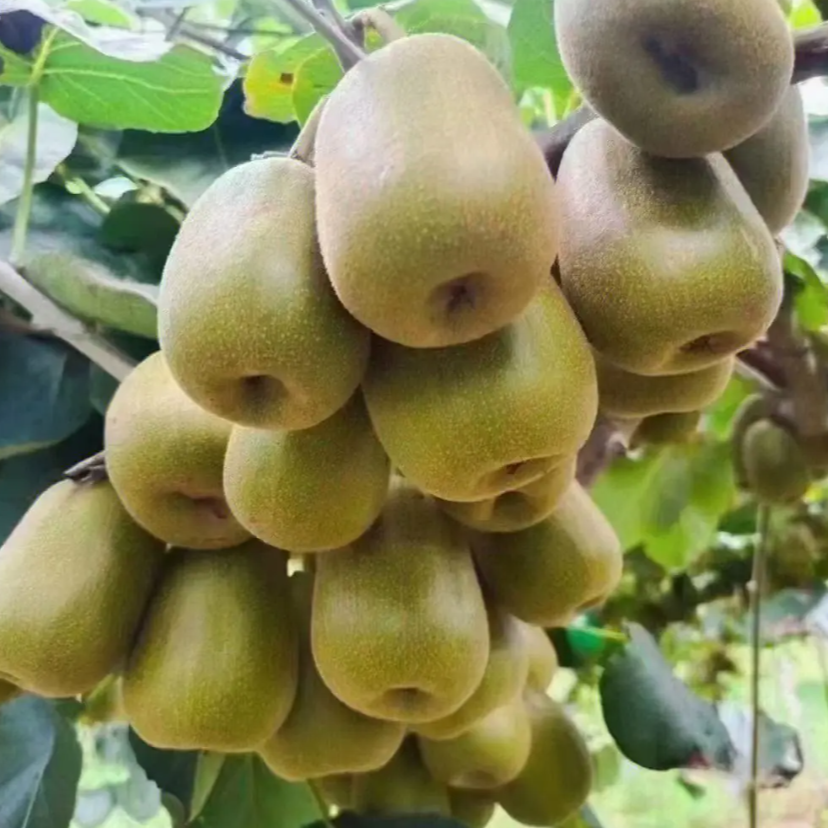 Hong Yang Kiwi Vine (红阳猕猴桃) - Image 2