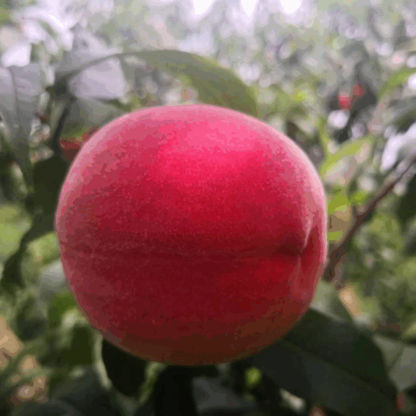 Brilliant Red Peach (艳红桃) - Image 3