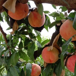 Brilliant Red Peach (艳红桃)