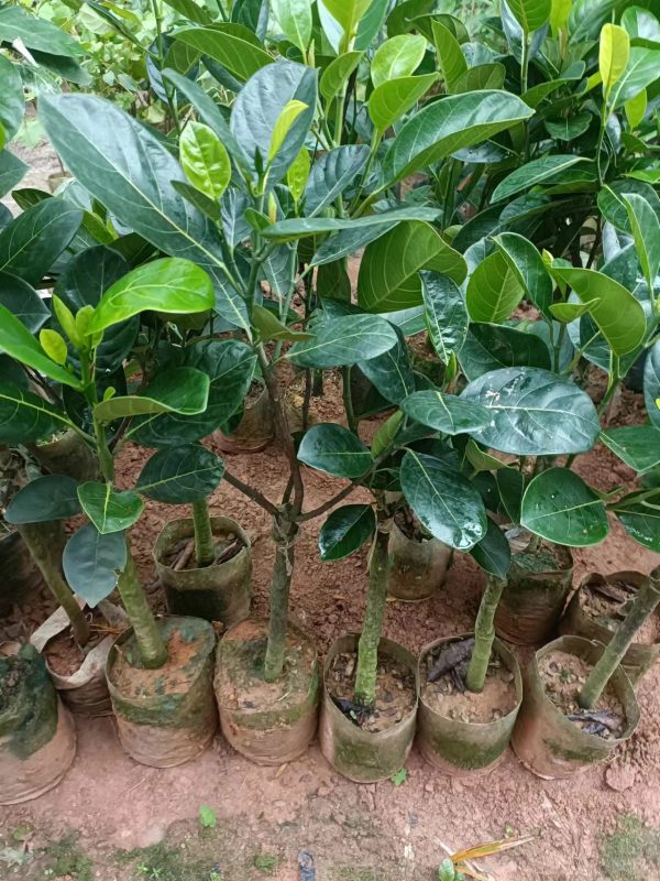 Malaysia No. 1 Jackfruit (马来西亚1号菠萝蜜) - Image 3