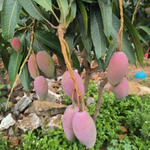 Imperial Concubine Mango (贵妃芒果)