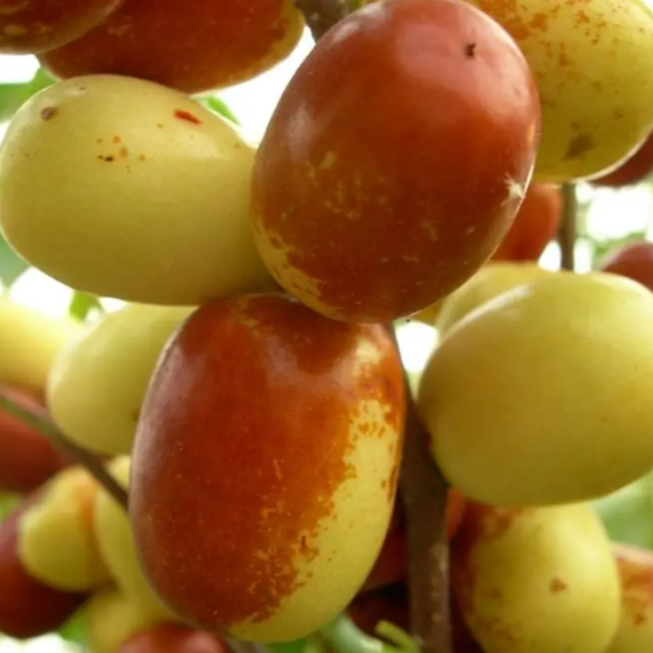 Crisp Jujube Tree (酥脆枣) - Image 2
