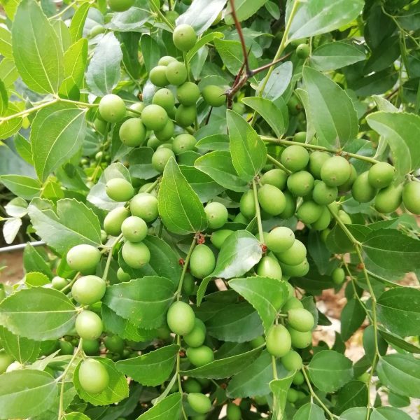 Zaohong No. 1 Sour Jujube (早红1号酸枣) - Image 2