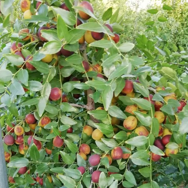 Zaohong No. 1 Sour Jujube (早红1号酸枣) - Image 5