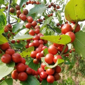 Zaohong No. 1 Sour Jujube (早红1号酸枣)