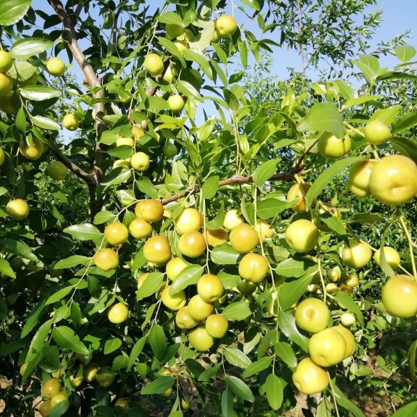Zaohong No. 1 Sour Jujube (早红1号酸枣) - Image 4