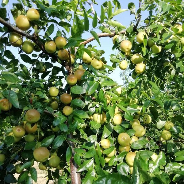 Zaohong No. 1 Sour Jujube (早红1号酸枣) - Image 3