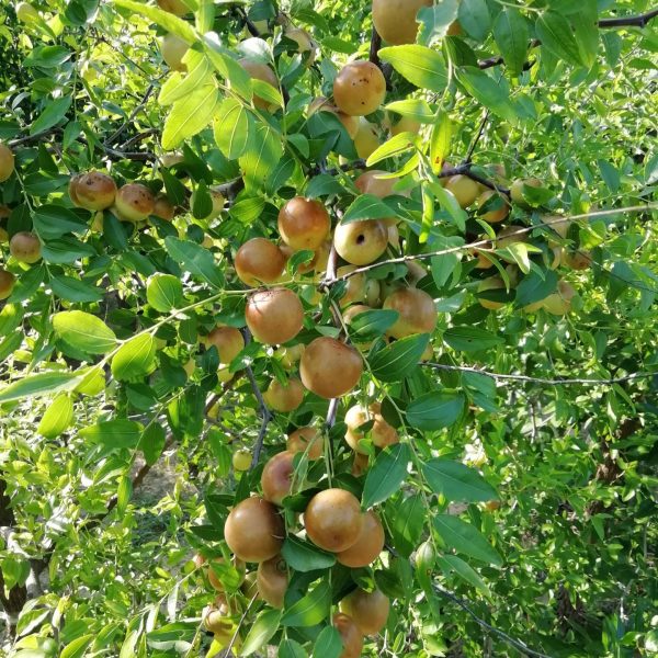 Zaohong No. 1 Sour Jujube (早红1号酸枣) - Image 6
