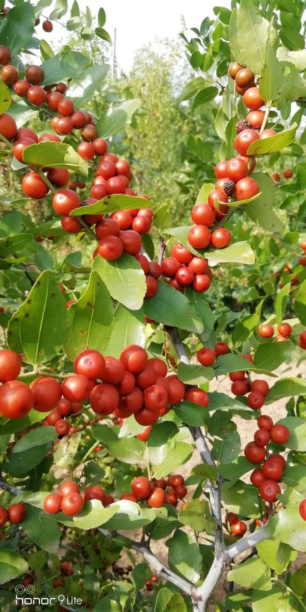 Zaohong No. 1 Sour Jujube (早红1号酸枣) - Image 7