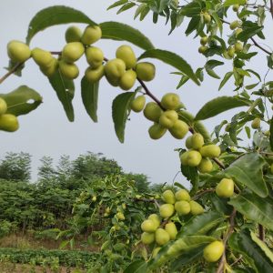 Golden Thread Jujube No. 4 Tree (金丝4号枣)