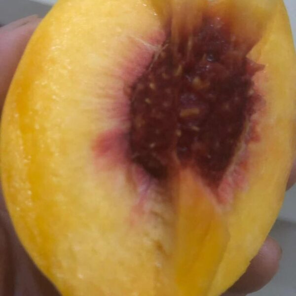 Jinxiu Yellow Peach (锦绣黄桃) - Image 2