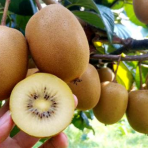 Kiwi Vine (Shipping from November to April)