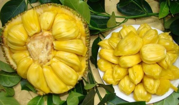 Malaysia No. 1 Jackfruit (马来西亚1号菠萝蜜) - Image 2