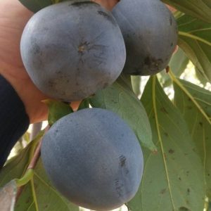 Black Persimmon No. 1 Tree (黑柿1号)