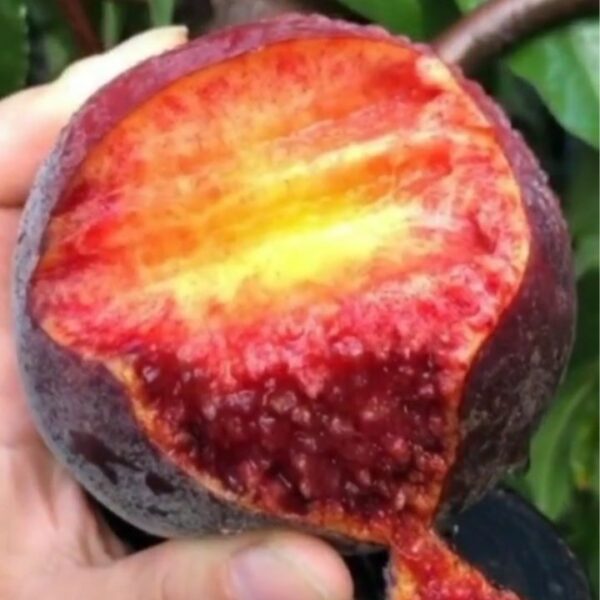 Black Peach (黑桃) - Image 2