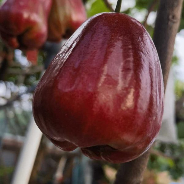 Black King Kong Wax Apple (黑金刚莲雾) - Image 4
