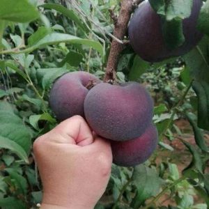 Black Emperor Plum Tree (黑霸王李)