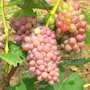 Hanxiangmi Grape Vine (寒香蜜葡萄苗)