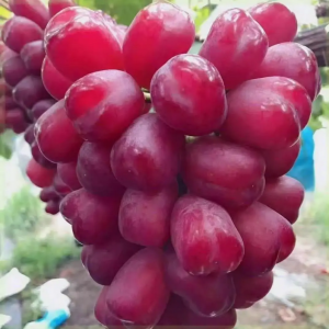 Roman Beauty Grape Vine (浪漫红颜葡萄苗)