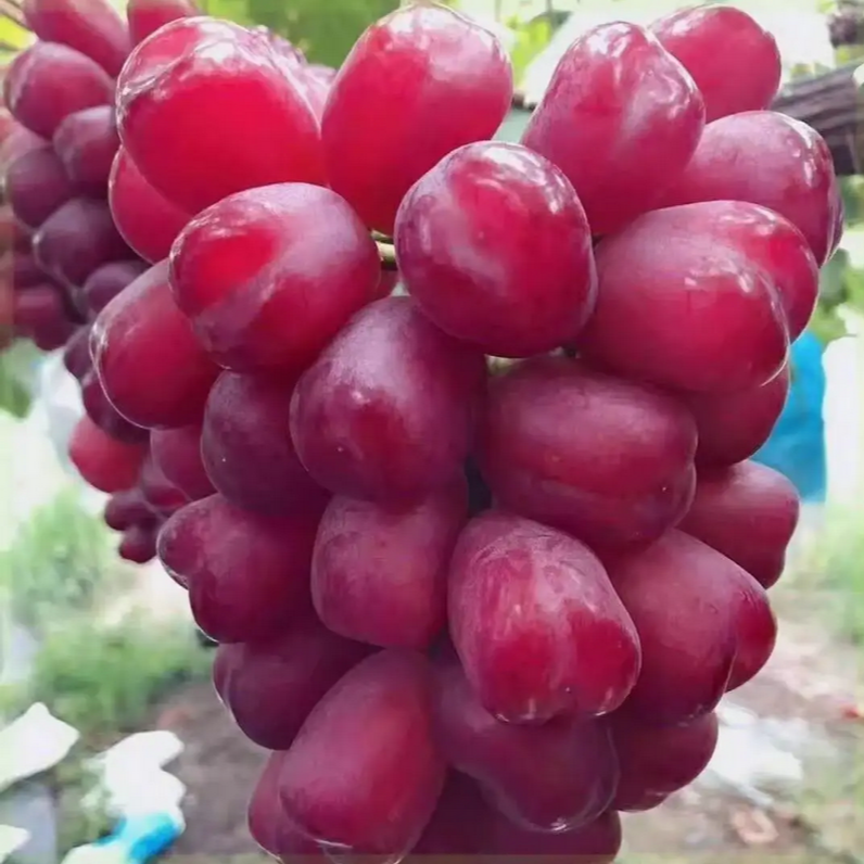 Roman Beauty Grape Vine (浪漫红颜葡萄苗)