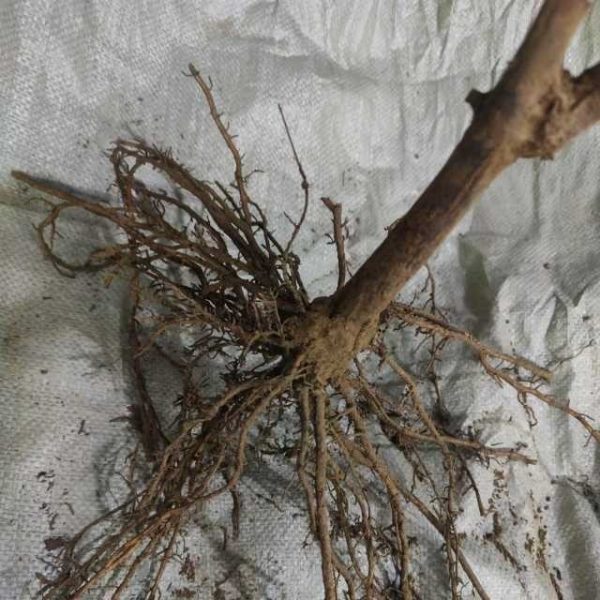Purple Crisp Seedless 09 Grape Vine (紫脆无核09葡萄苗) - Exotic