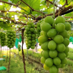 Shine Muscat Grape Vine (阳光玫瑰葡萄苗)